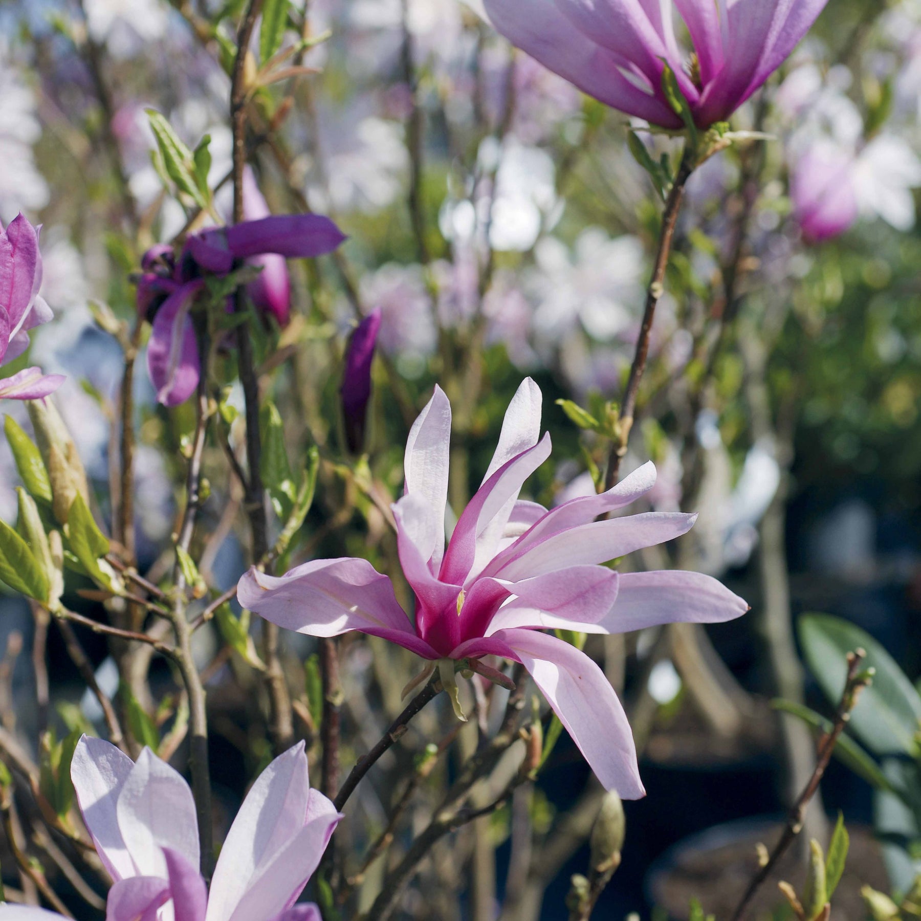 Magnolia de Soulange - Magnolias - Willemse