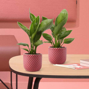 Strelitzia reginae humilis - Oiseau du paradis nain - Balcon et terrasse