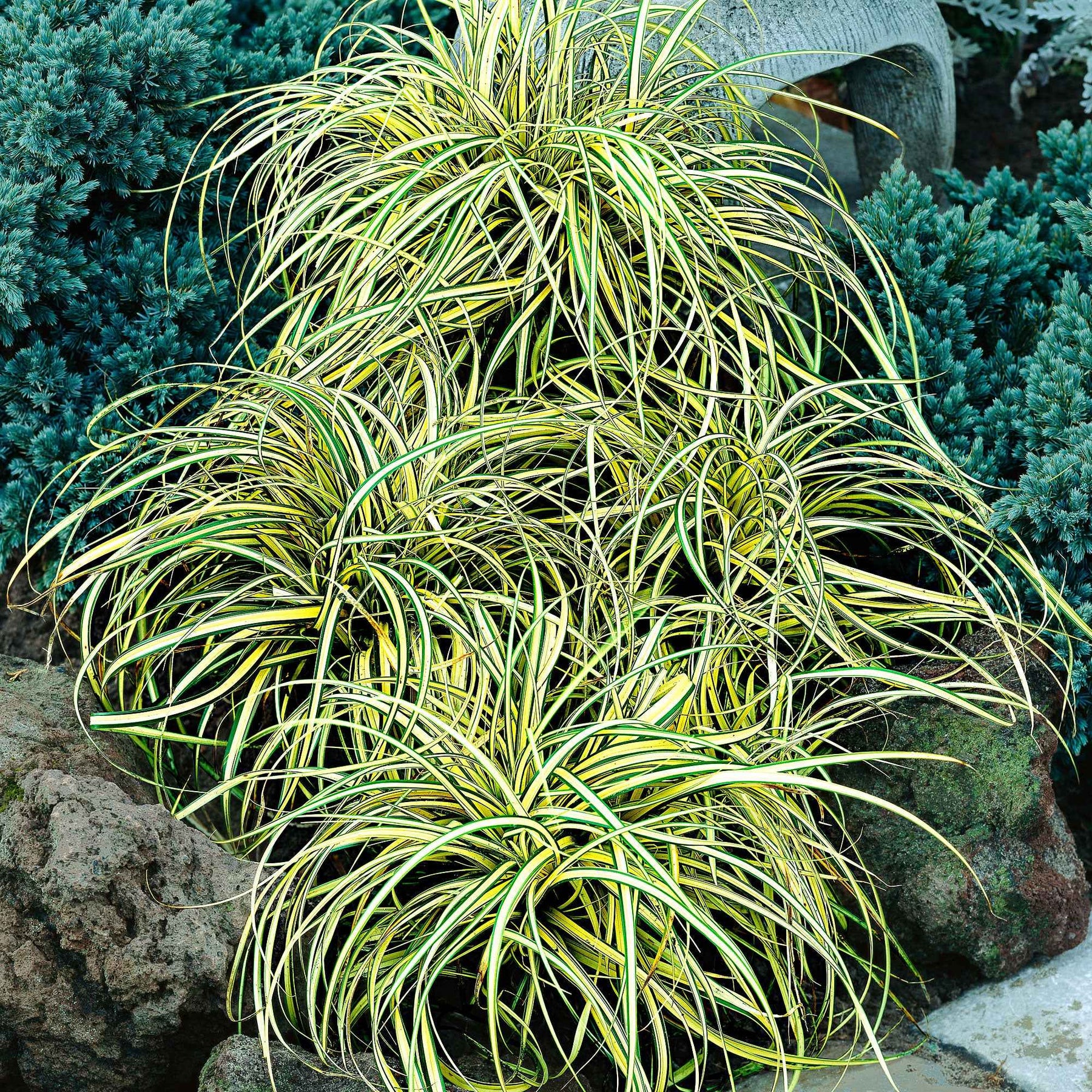 Vente Laîche d'Oshima Evergold - Carex Evergold - Carex oshimensis evergold