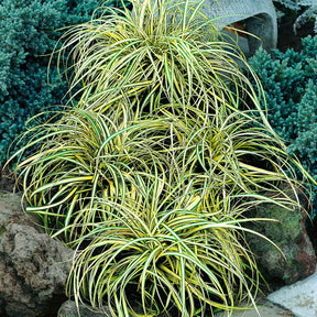 Vente Laîche d'Oshima Evergold - Carex Evergold - Carex oshimensis evergold