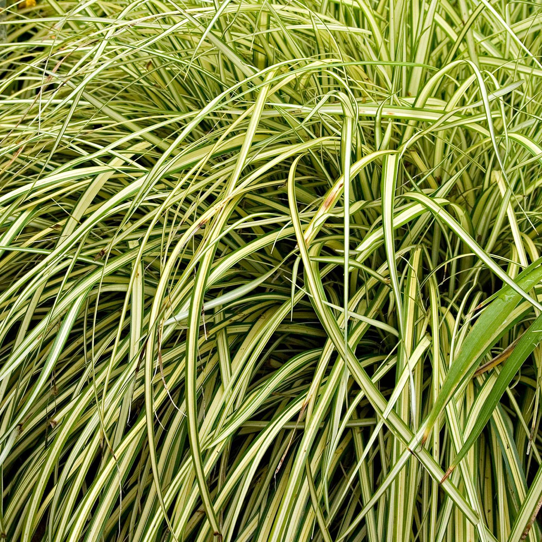 Carex oshimensis evergold - Laîche d'Oshima Evergold - Carex Evergold - Carex