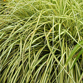 Carex oshimensis evergold - Laîche d'Oshima Evergold - Carex Evergold - Carex