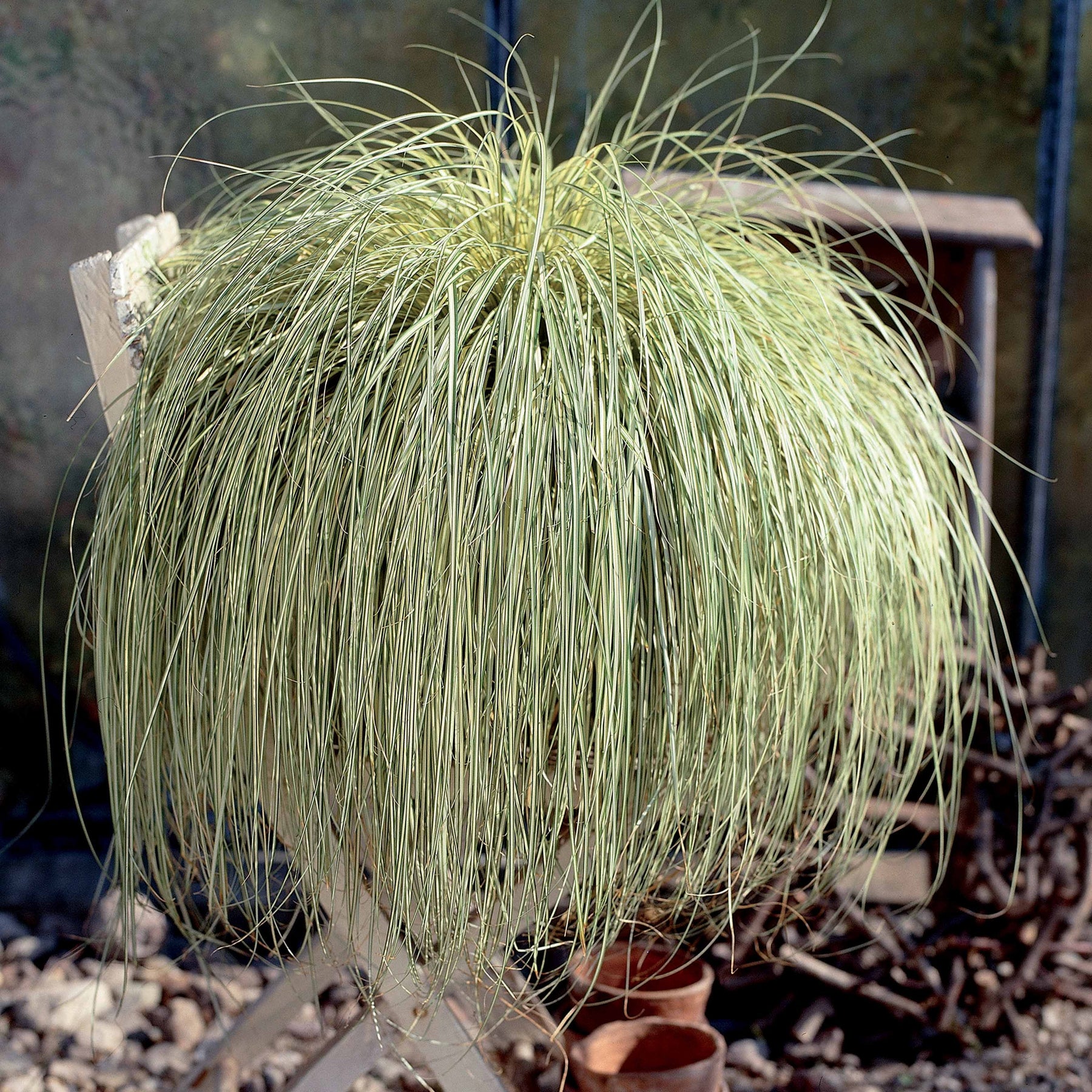 Carex - Laîche d'Oshima Evergold - Carex Evergold - Carex oshimensis evergold