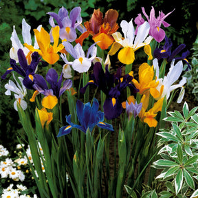 Iris hollandica - 50 Iris de Hollande en mélange - Iris de Hollande