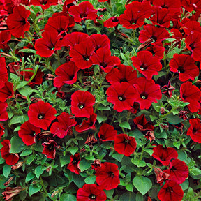 Pétunias - 3 Pétunias retombants rouges - Petunia