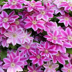 Clématites - Clématite Piilu - Clematis patens Piilu