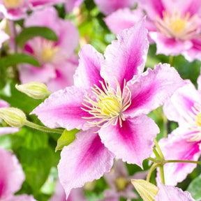 Vente Clématite Piilu - Clematis patens Piilu
