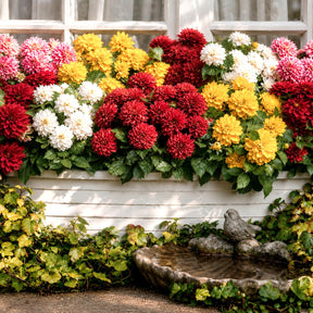5 Dahlias nains (rouge, rose, blanc, orange, jaune) - Dahlia GO GO - Willemse