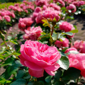 Vente Rosier floribunda Leonardo da Vinci ® Medeauri - Rosa floribunda Leonardo Da Vinci ® Meideauri