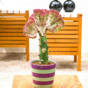 Cactus et plantes grasses - Euphorbe lactée - Euphorbia lactea Cristata