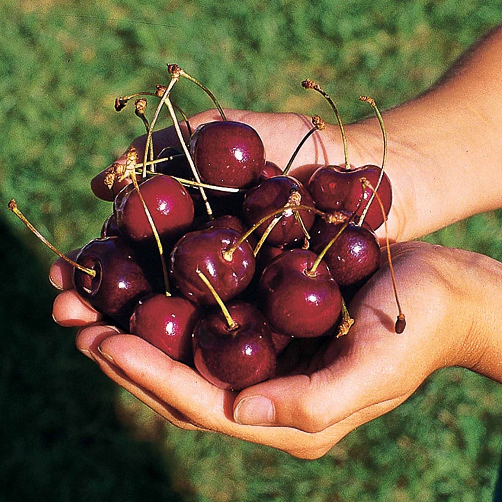 Cerisier Kordia - Prunus avium Kordia - Willemse