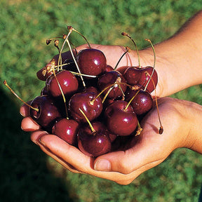 Cerisier Kordia - Prunus avium Kordia - Willemse