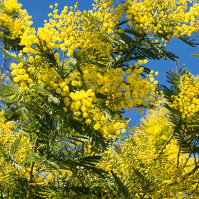 Mimosas - Mimosa d'hiver - Acacia dealbata