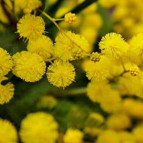 Vente Mimosa d'hiver - Acacia dealbata