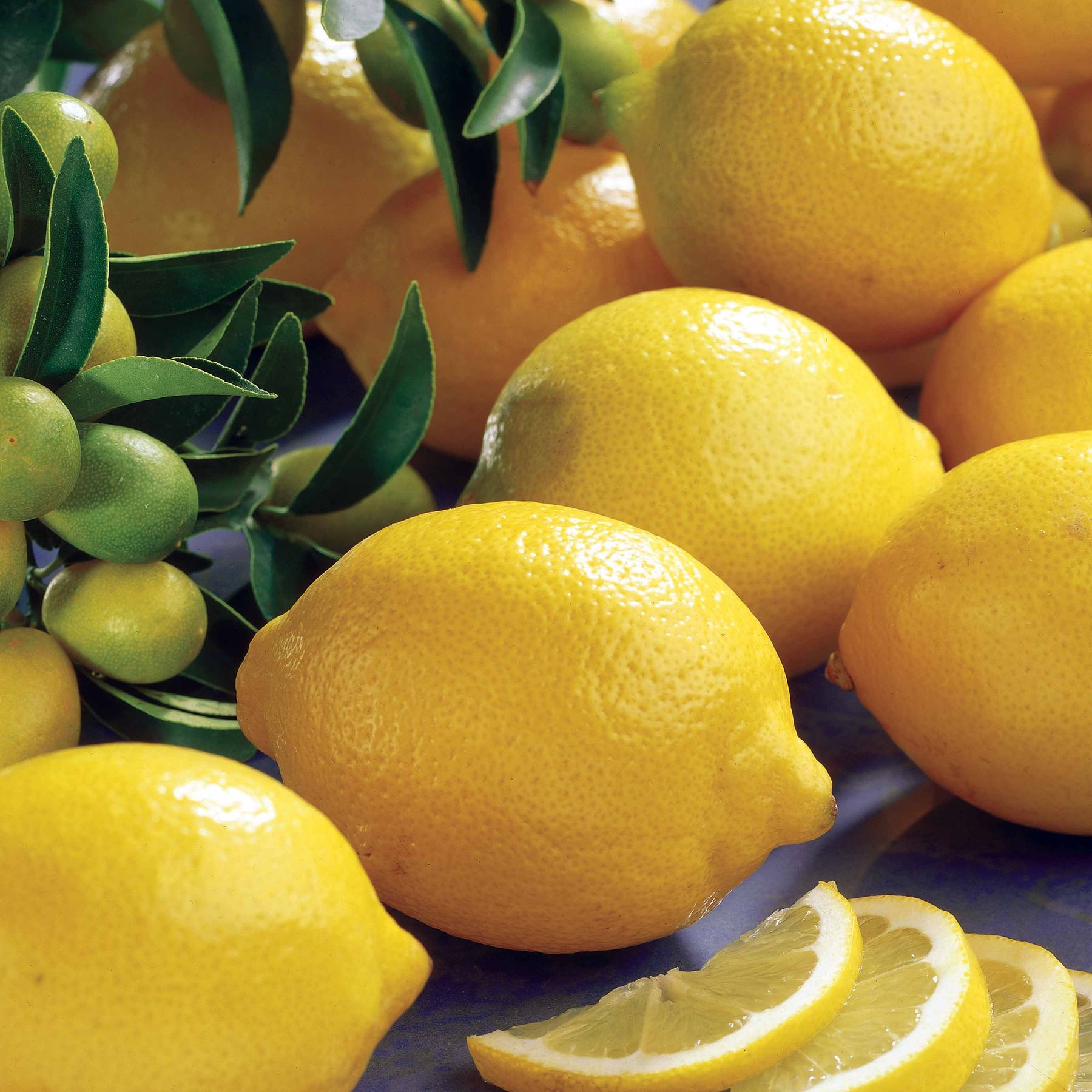 Citronnier - Citronnier Vulcan - Citrus limon vulcan