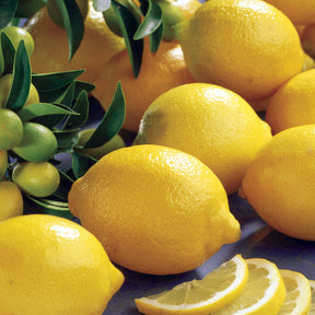 Citronnier - Citronnier Vulcan - Citrus limon vulcan