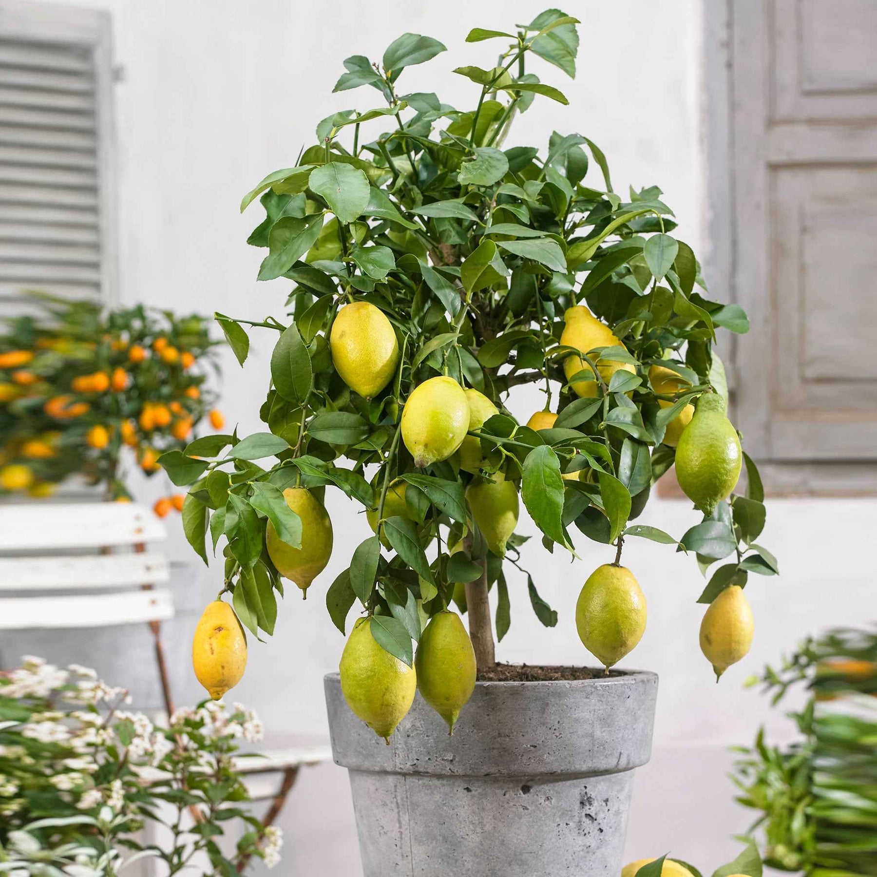 Vente Citronnier Vulcan - Citrus limon vulcan