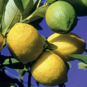 Citrus limon vulcan - Citronnier Vulcan - Citronnier