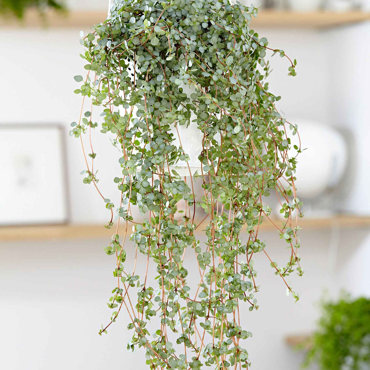 Pilea glaucophylla - Willemse