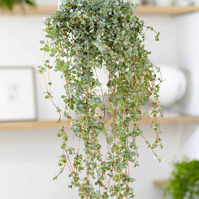Pilea glaucophylla - Willemse