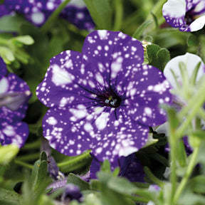 Petunia Nightsky - 3 Pétunias mouchetés Nuit étoilée - Pétunias