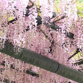 Glycine rose - Willemse