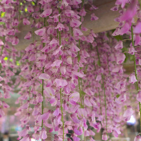 Wisteria sinensis Rosea - Glycine rose - Glycines