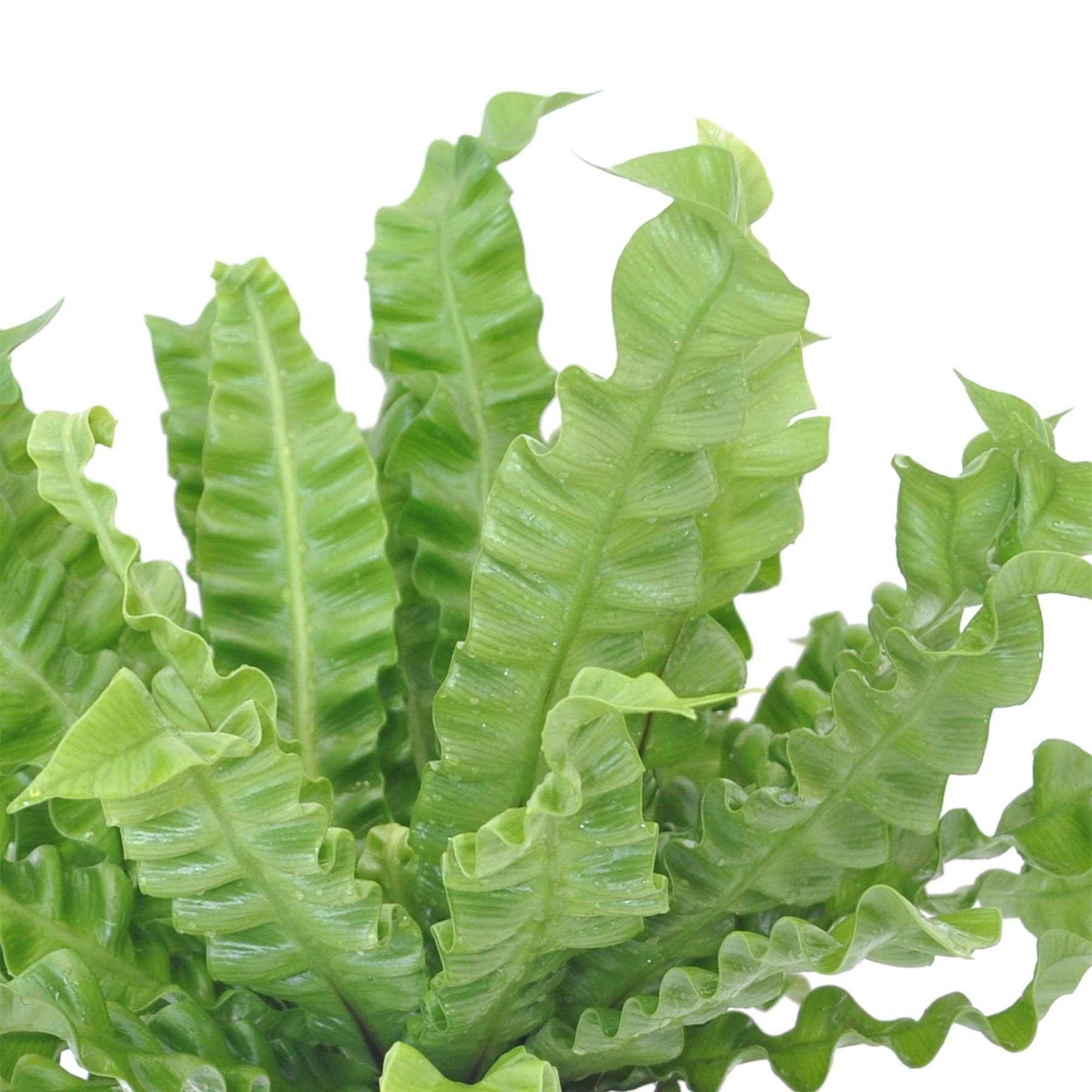 Fougère d'intérieur - Fougère nid d'oiseau Crispy Wave - Asplenium nidus crispy wave
