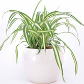 Chlorophytum Atlantic - Willemse