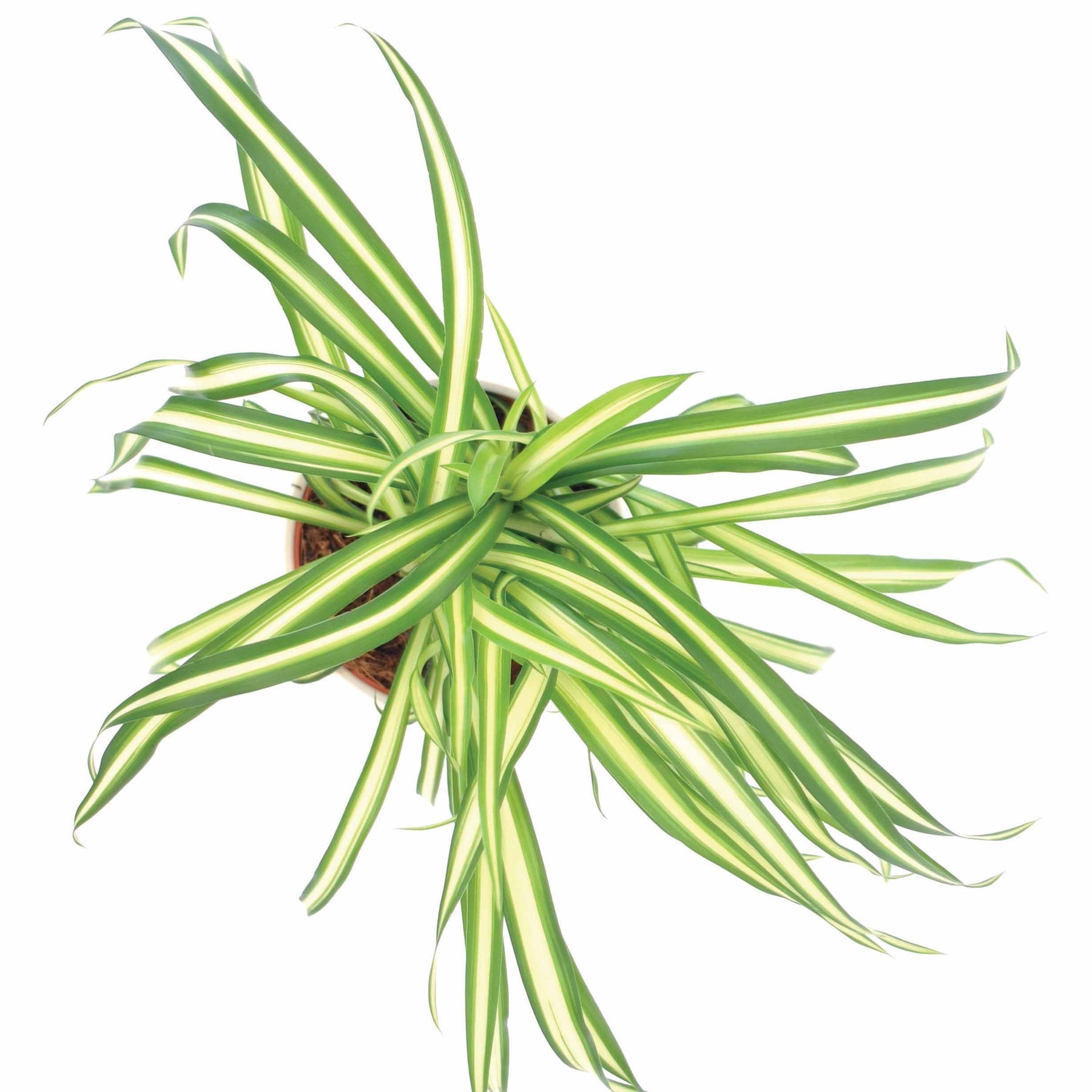 Chlorophytum Atlantic - Chlorophytum comosum atlantic - Willemse