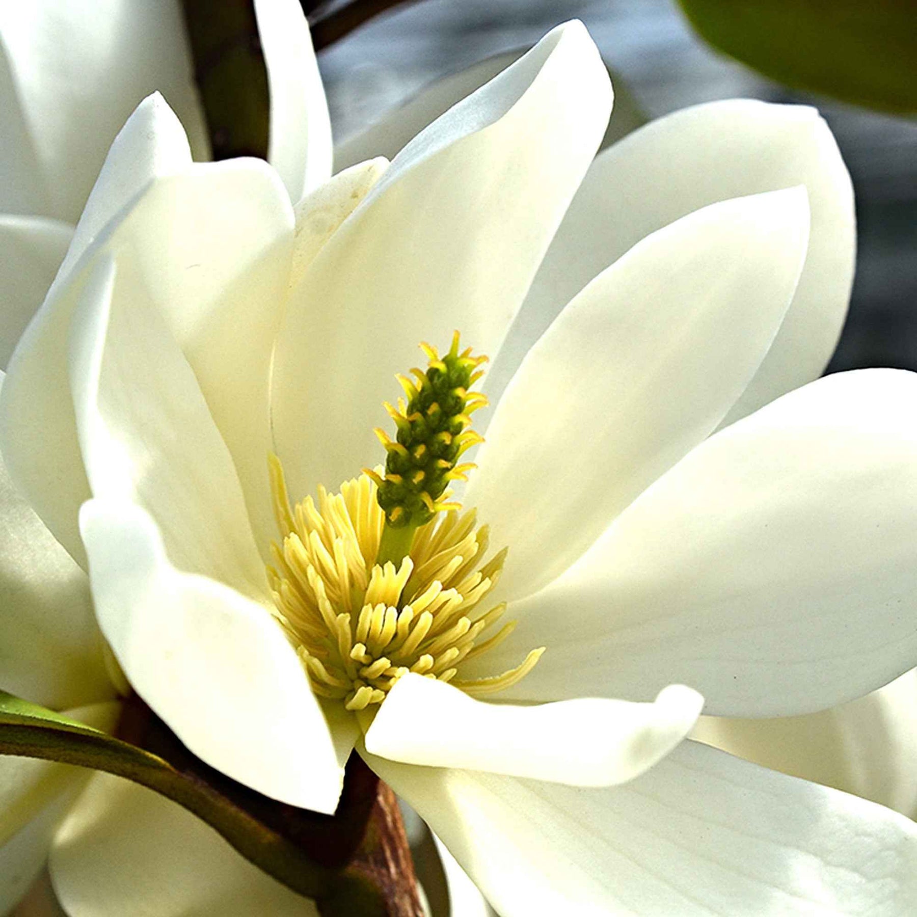Magnolia Fairy White - Michelia hybride - Magnolia fairy white - michelia hybride - Willemse