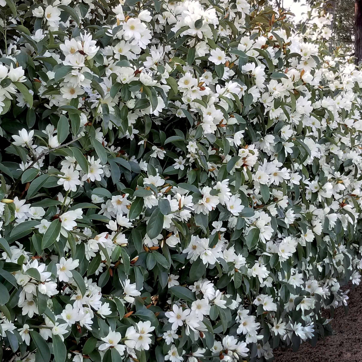 Magnolia Fairy White - Michelia hybride - Willemse