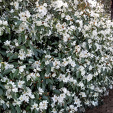Magnolia Fairy White - Michelia hybride - Willemse