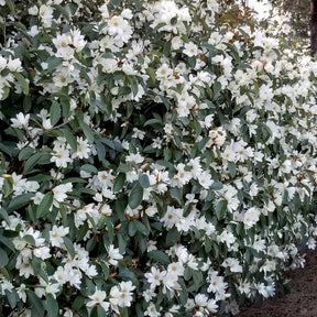 Magnolia Fairy White - Michelia hybride - Willemse