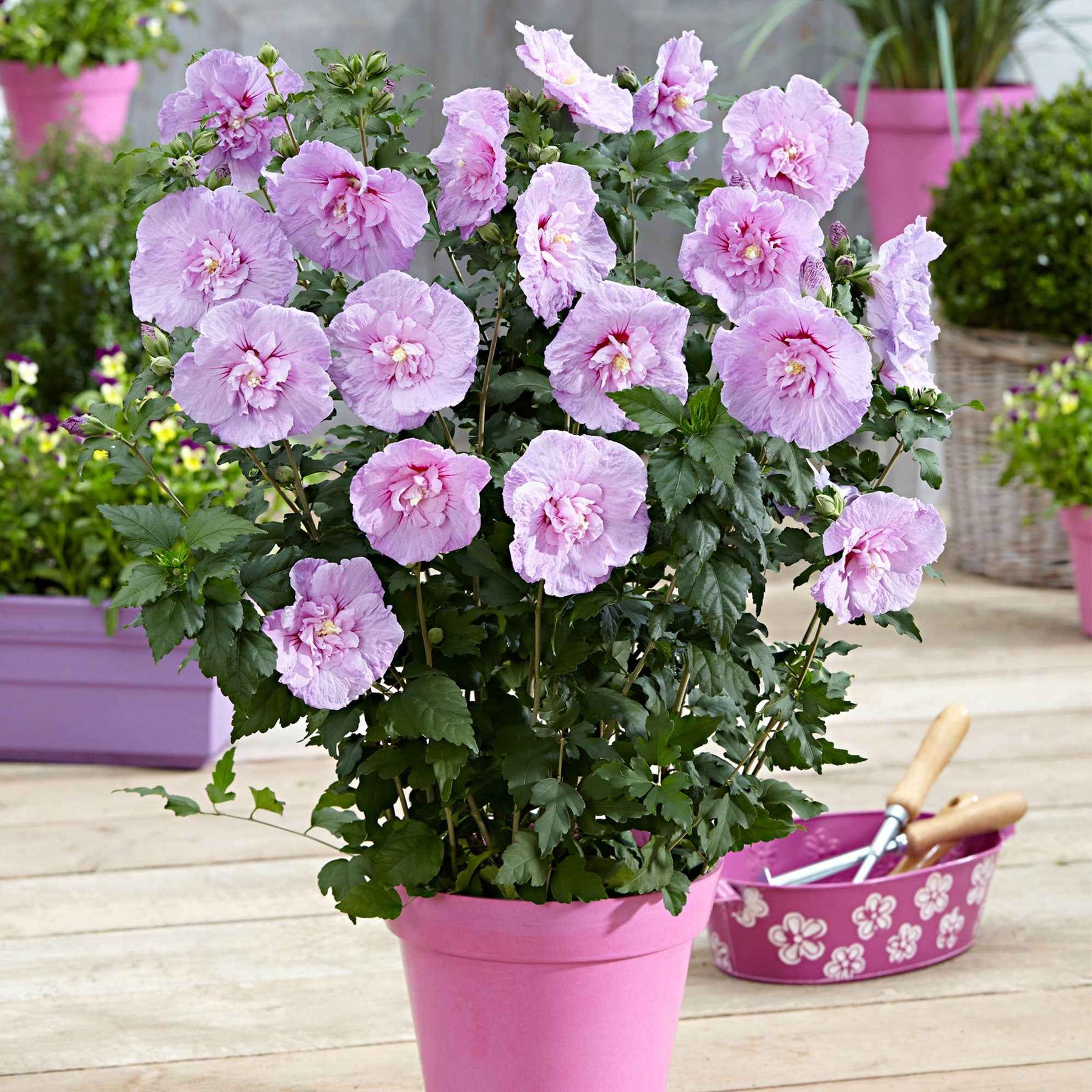 Hibiscus Lavender chiffon - Willemse