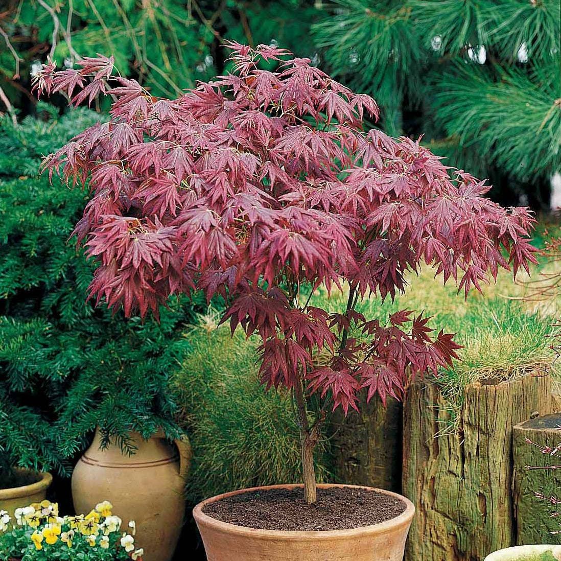 Erable pourpre du Japon - Erable du Japon - Willemse