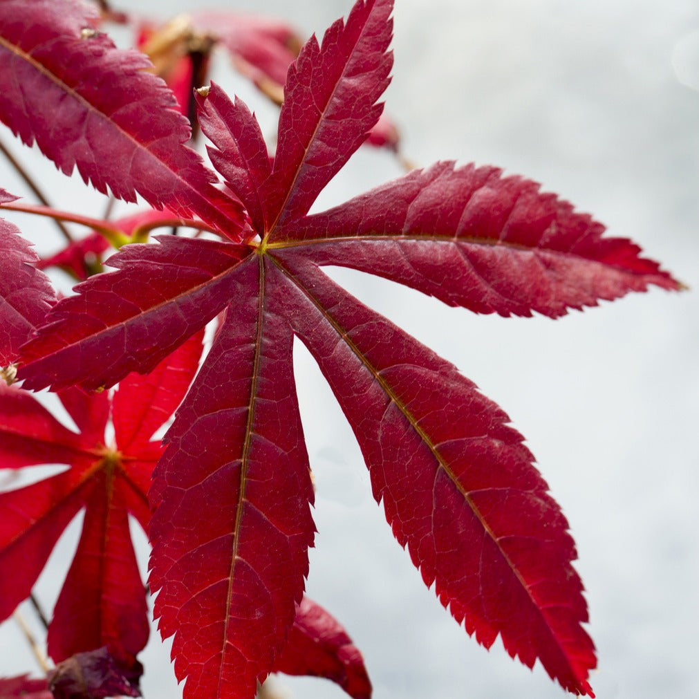 Vente Erable pourpre du Japon - Erable du Japon