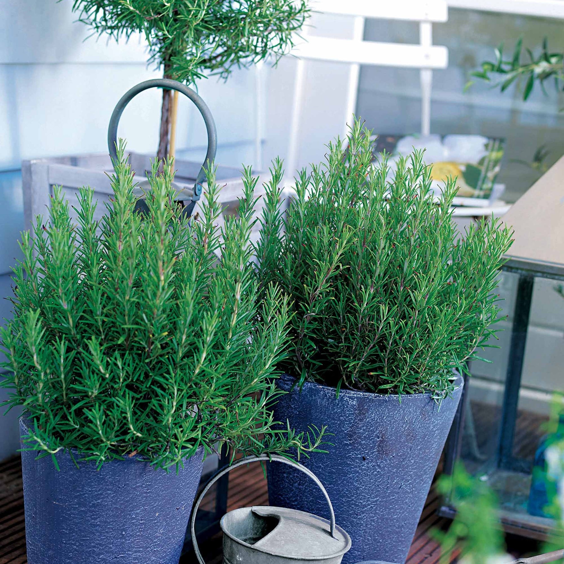 Vente Romarin officinal - Rosmarinus officinalis