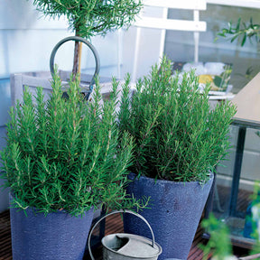 Vente Romarin officinal - Rosmarinus officinalis
