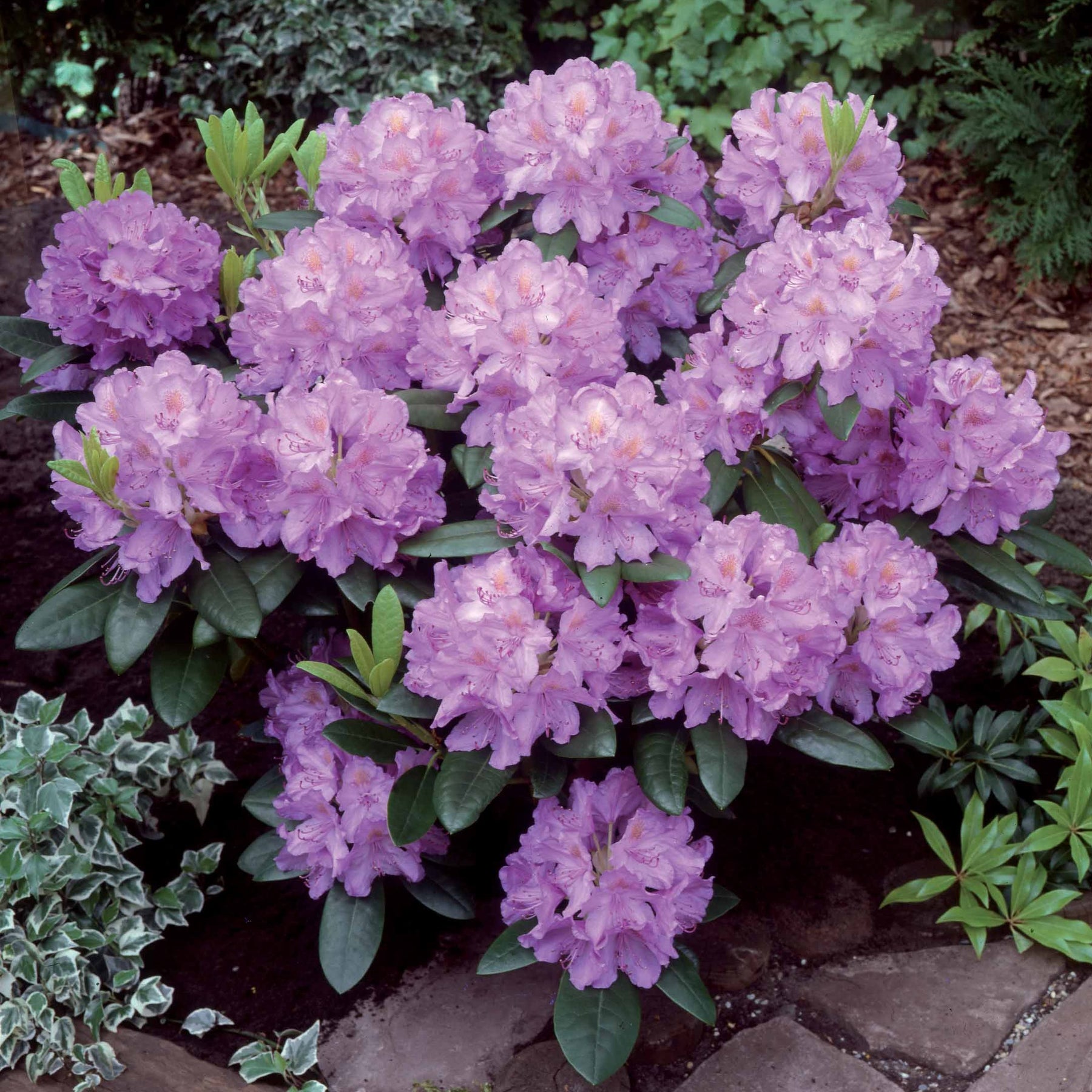 Rhododendron catawbiense grandiflorum - Rhododendron catawbiense grandiflorum - Willemse