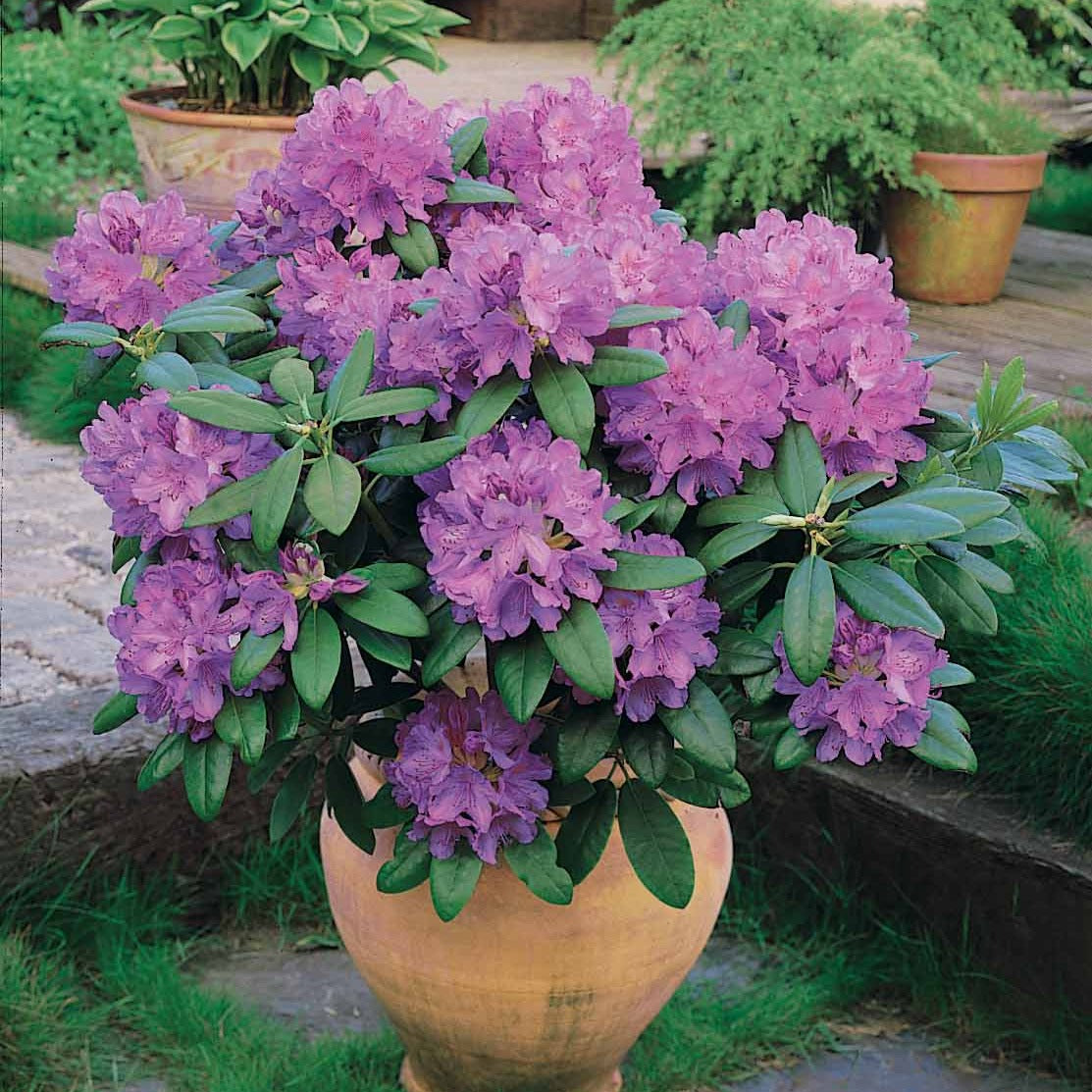 Rhododendrons - Rhododendron catawbiense grandiflorum - Rhododendron catawbiense grandiflorum