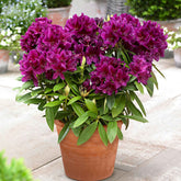 Rhododendron Polarnacht - Willemse