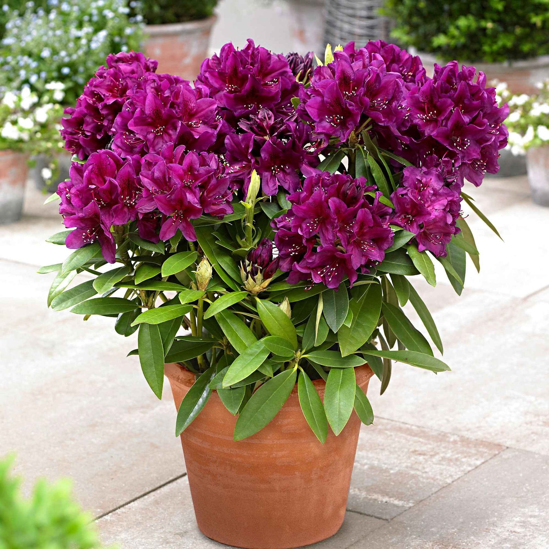 Rhododendron Polarnacht - Willemse