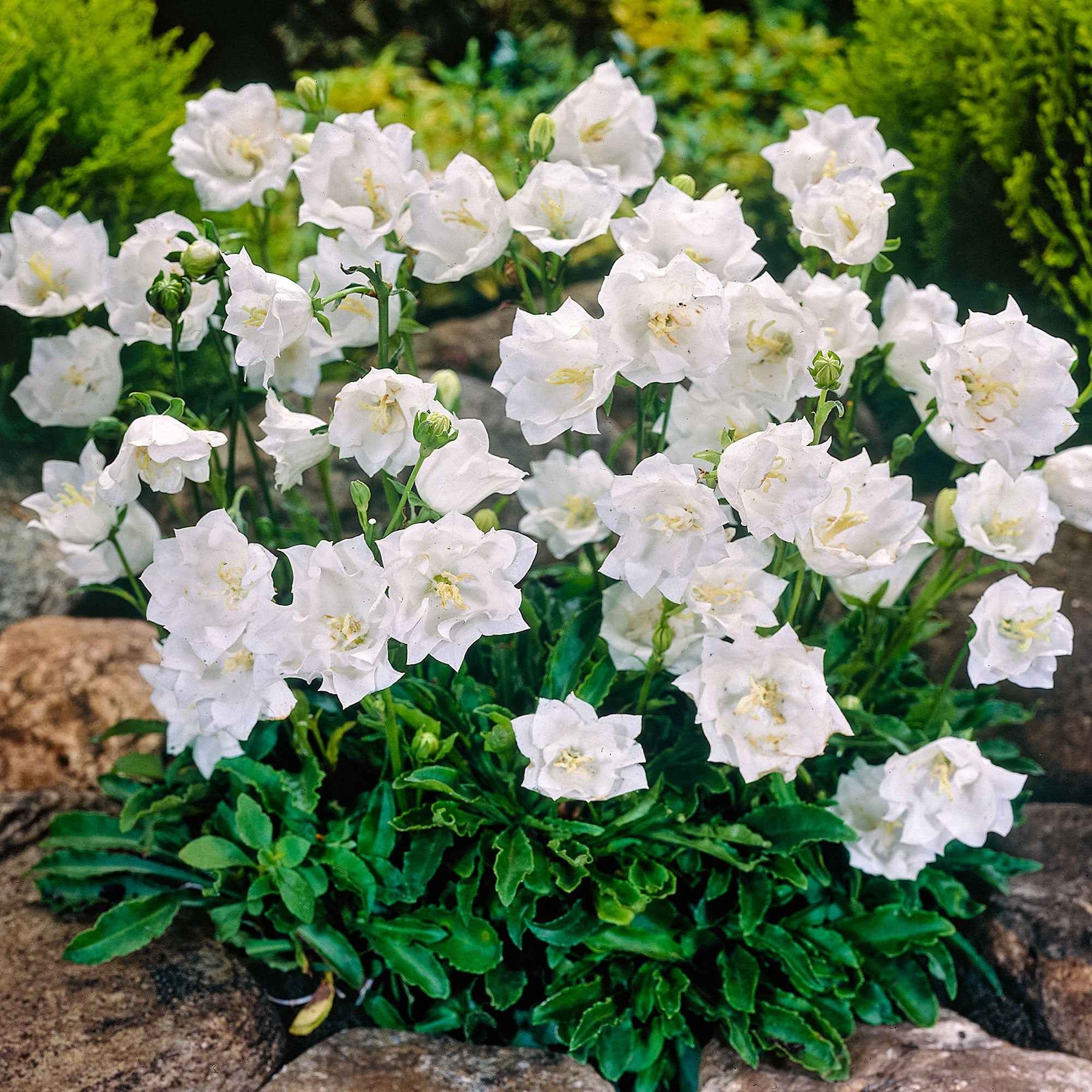 Campanula carpatica alba - Campanule des Carpates Alba - Campanule