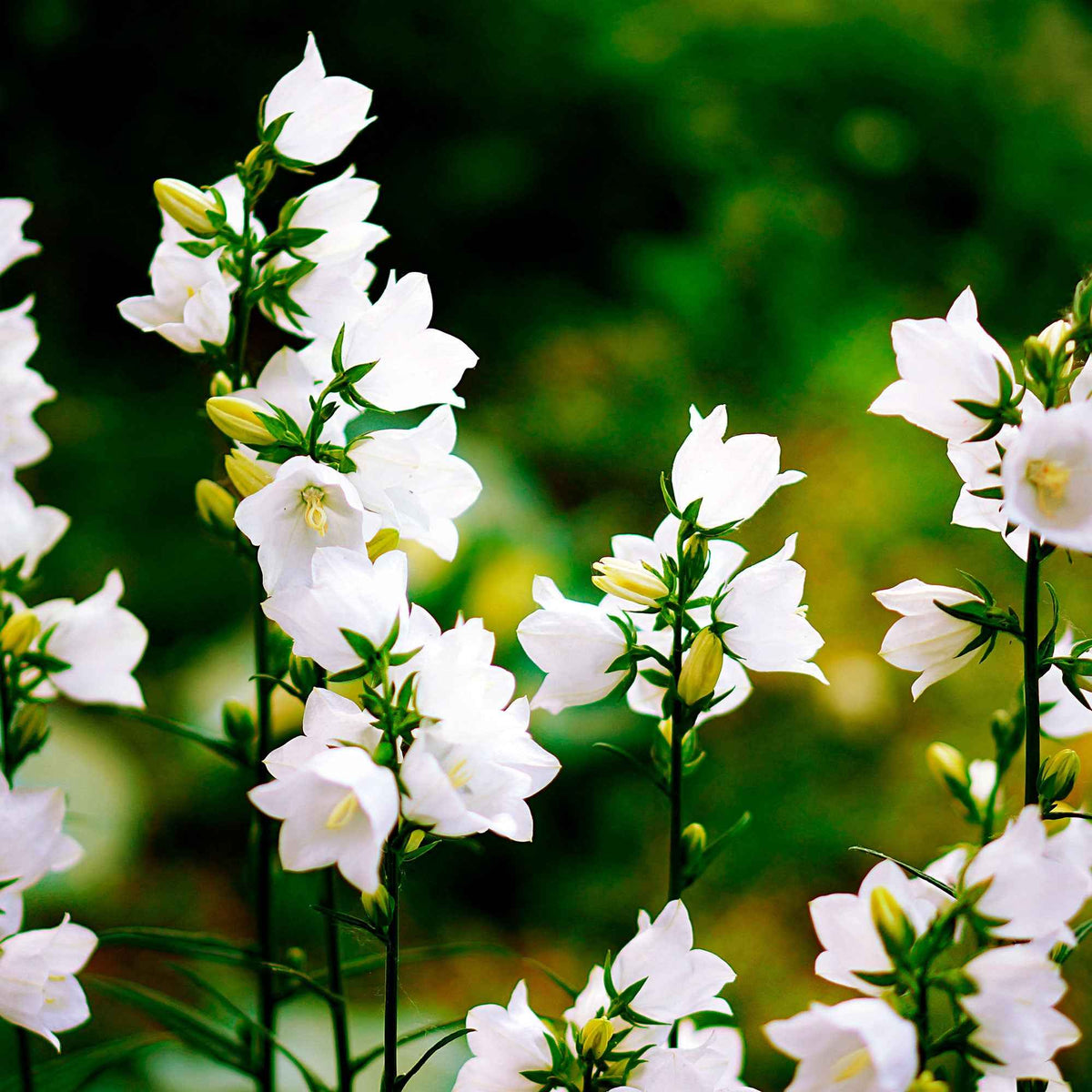 Campanule des Carpates Alba - Willemse