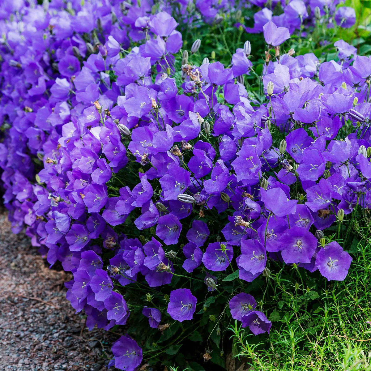 Campanule des Carpates - Campanula carpatica - Willemse