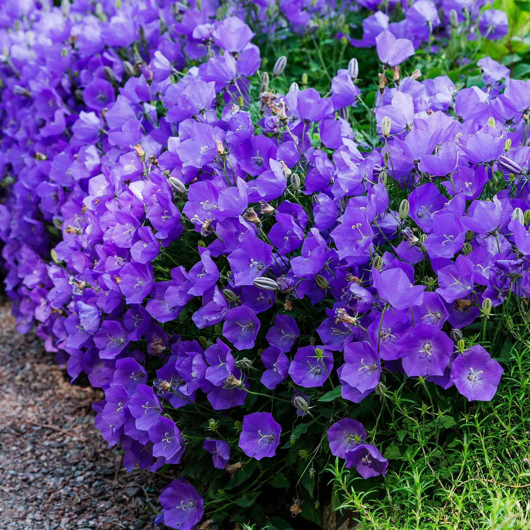 Campanule des Carpates - Campanula carpatica - Willemse