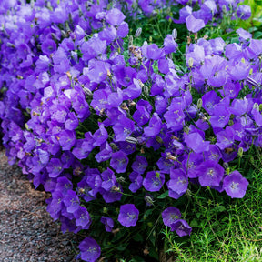 Campanule des Carpates - Campanula carpatica - Willemse