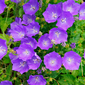 Campanula carpatica - Campanule des Carpates - Campanule