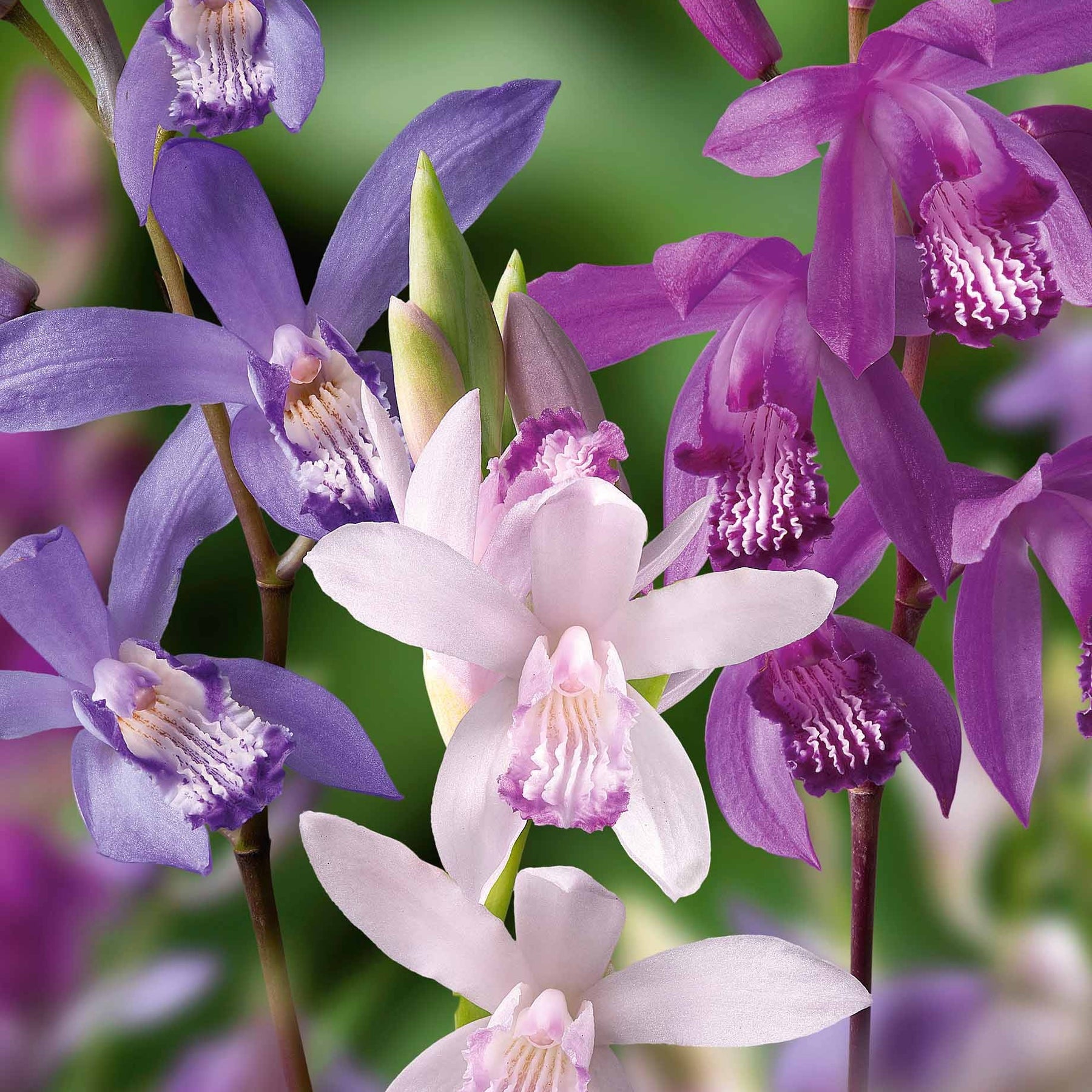 3 Orchidées Jacinthes en mélange - Willemse